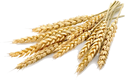 bl&eacute;