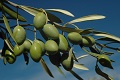 olives